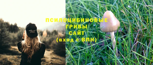 шишки Арсеньев